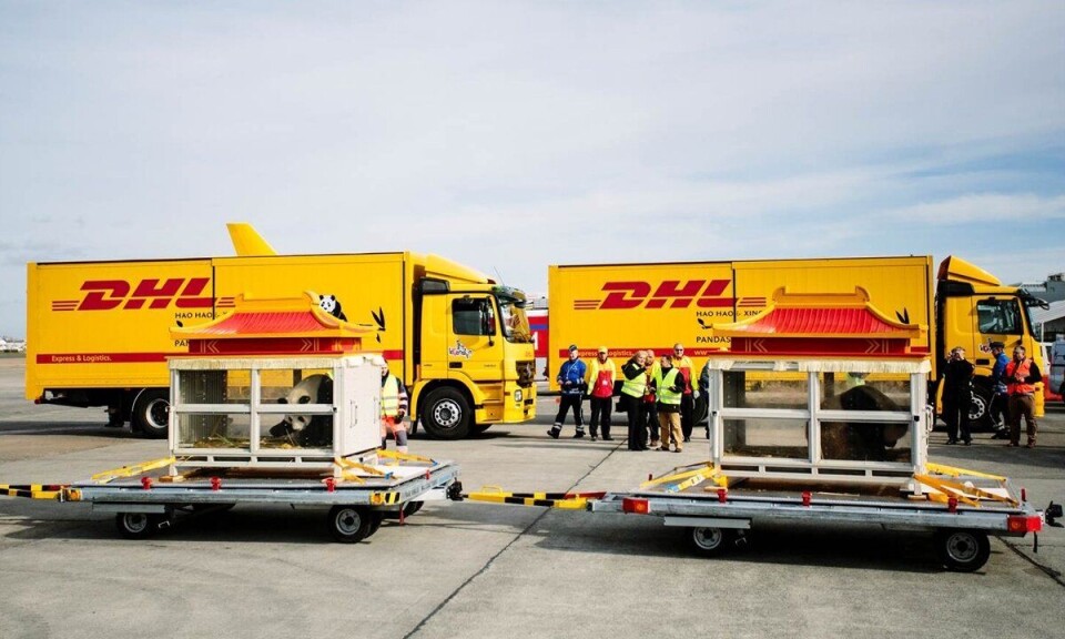 Kjempepandaer «godt fornøyd» med DHL
