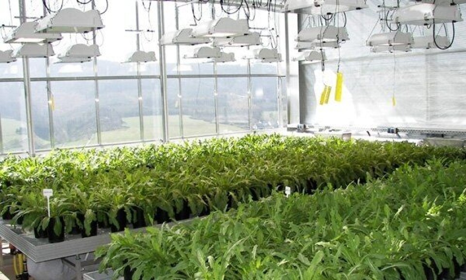 Dette er en dekkplantasje