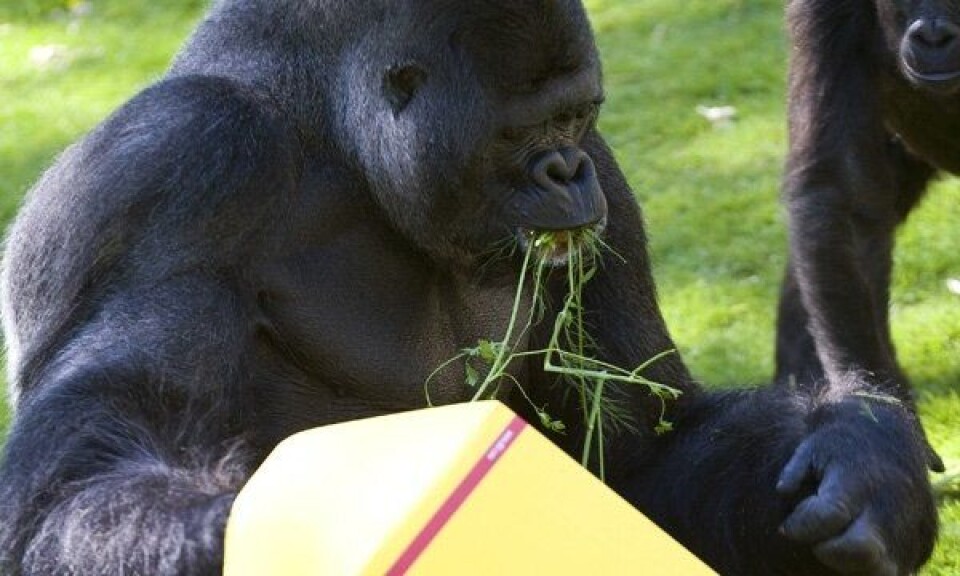 - Jeg skulle gjerne ha fraktet ni gorillaer …