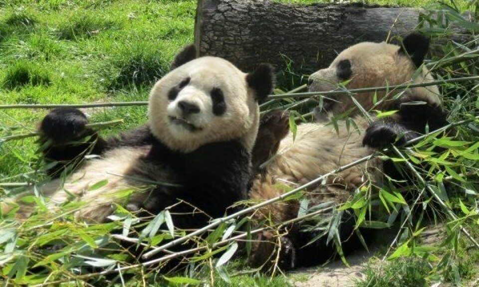 Panda-ekspress for TNT