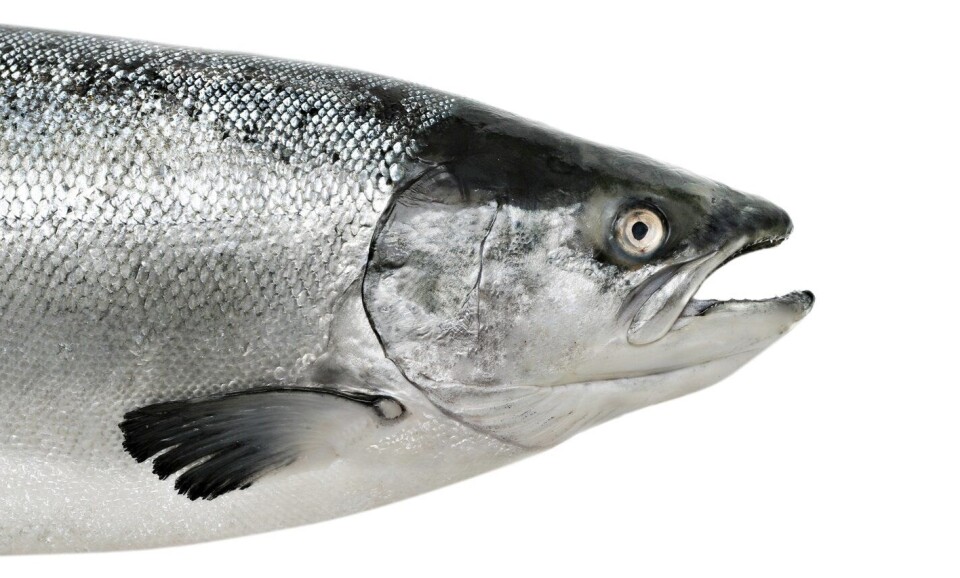 Fra Narvik til Larvik med fisk?