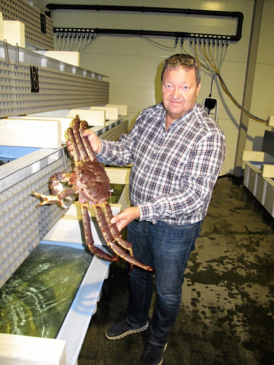 VELVOKSEN: Svein Ruud i Norway King Crab med en velvoksen kongekrabbe. Men de kan bli større, faktisk over 10 kg.