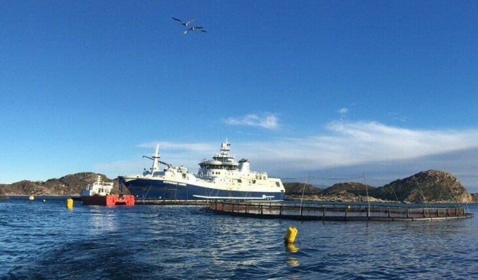 Hav Line-metoden går ut på å slakte fisken om bord, så fort den er ute av merden, for så å frakte den rett til markedet.