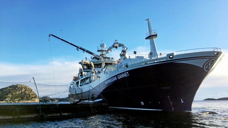På grunn av tingrettens midlertidige forføyning har Norwegian Gannet kommet i drift de siste par ukene. Her henter skipet opp laks fra et anlegg ved Farsund.