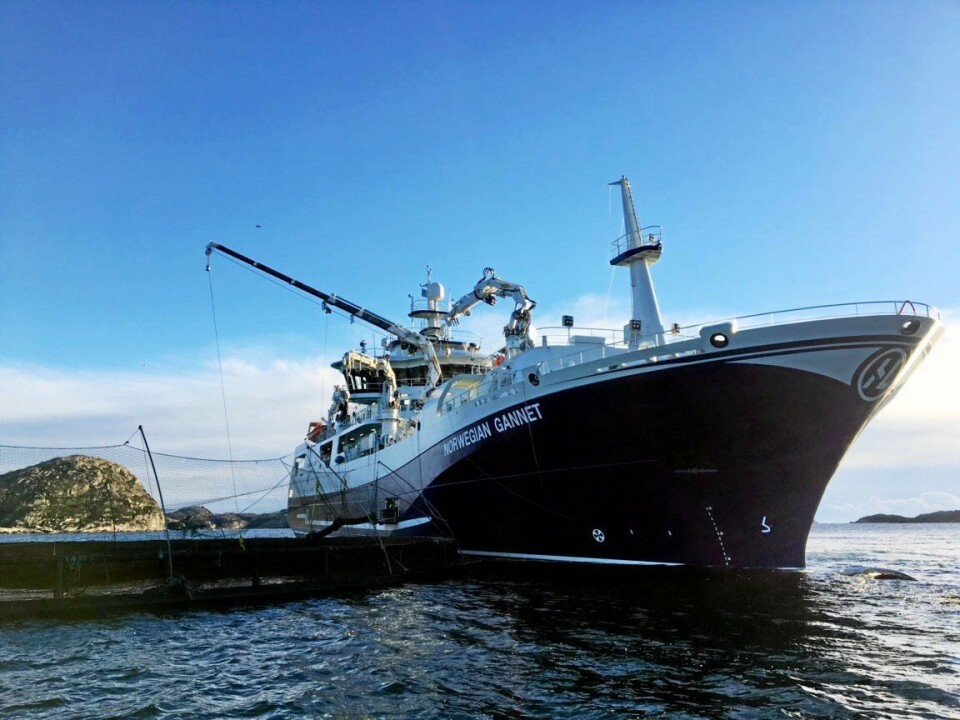 Norwegian Gannet er stat i drift, men kan bli stanset av det nye forslaget til formulering av Kvalietsforskriften. Her henter skipet opp laks fra en merd i Farsund.
