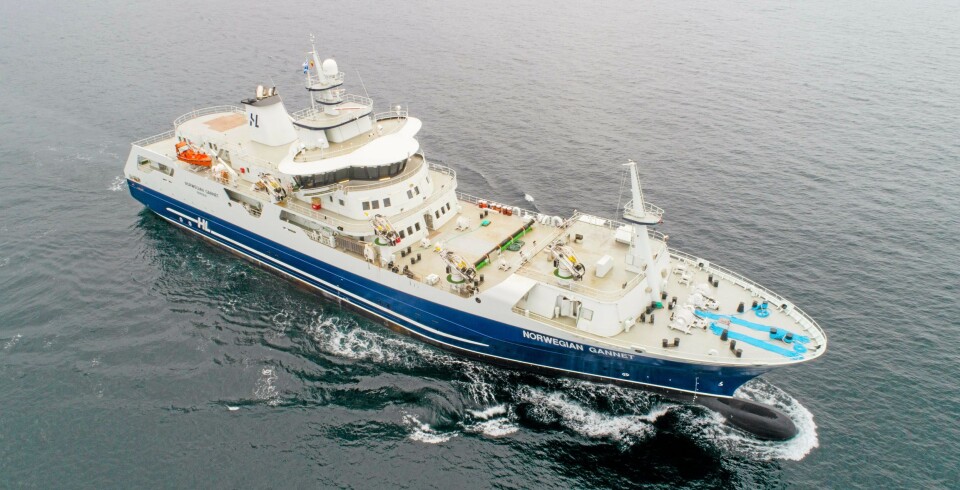 Norwegian Gannet, Hav Lines slakteskip, har introdusert en helt ny måte å slakte og frakte fisk på.