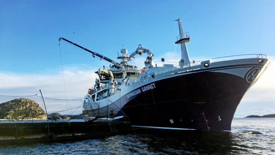 NYTT KONSEPT: Siden januar har Norwegian Gannet slaktet rundt 15.000 tonn laks, og fraktet laksen direkte til Hirtshals.