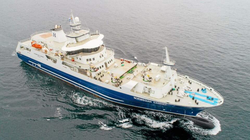 Norwegian Gannet kan slakte 100 tonn laks i timen og frakse 1000 tonn laks rett til markedet.