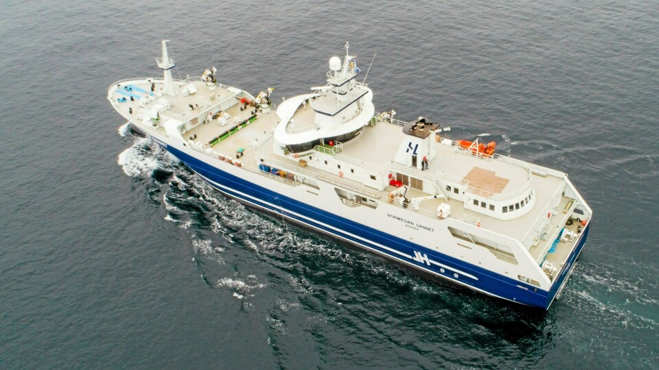 Hav Lines slakteskip Norwegian Gannet har siden januar 2019 skipet norsk laks direkte til Hirtshals.