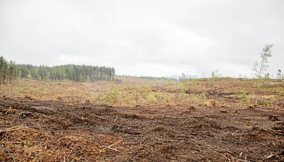 KLART FOR GRAVING: Store områder er hogget og klargjort for planering i nærmeste fremtid.