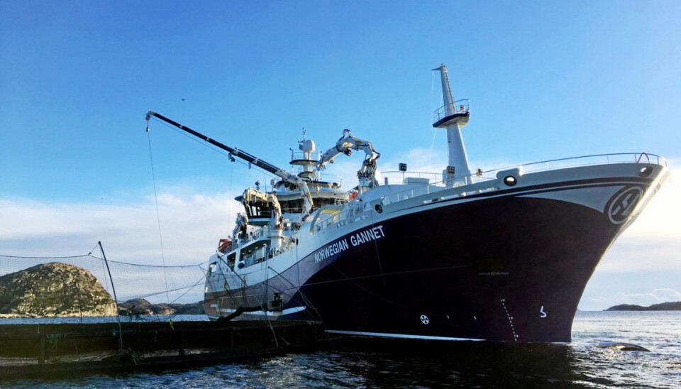 Norwegian Gannet er et supermoderne slakteskip.