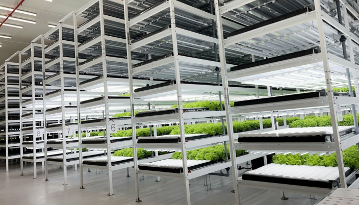 Salatbladene stables i høyden hos Onna Greens. Kapasiteten for hodesalat er 350 tonn i året ved anlegget i Moss.