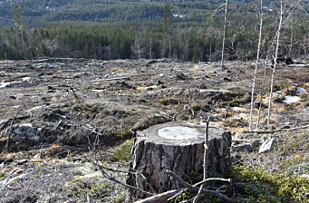 - Lovløse tilstander i norske skoger