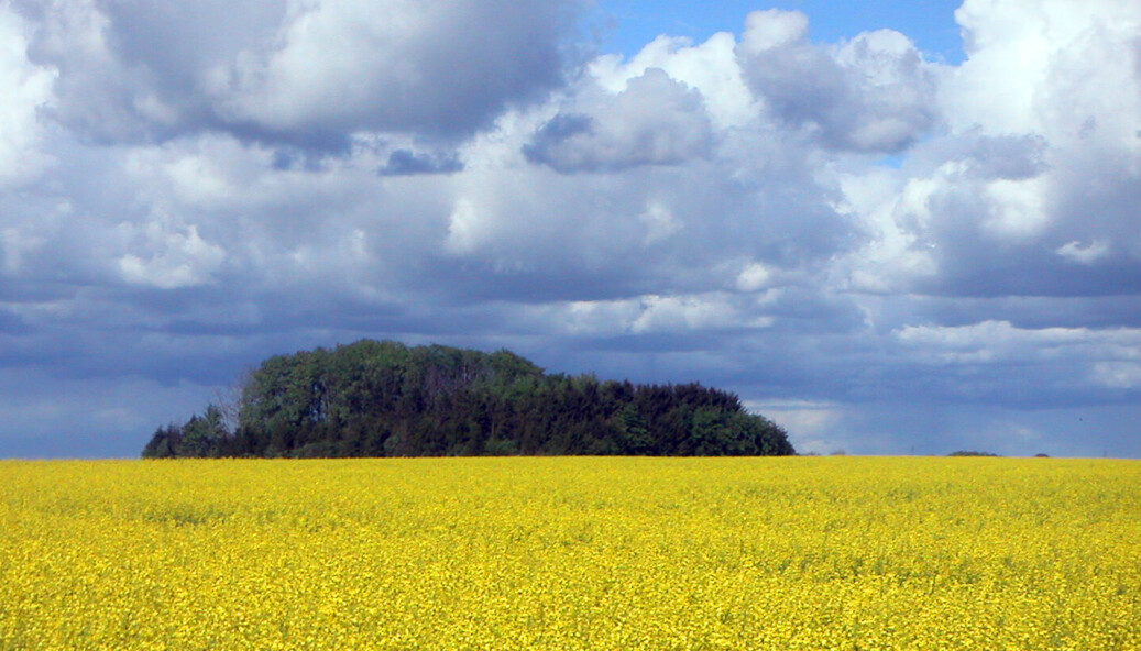Illustrasjonsbilde av rapsåker. Raps brukes i dag i biodrivstoff Tyskland. Illustrasjonsbilde av rapsåker. Raps brukes i dag i biodrivstoff Tyskland.