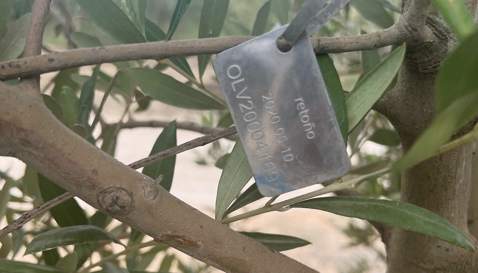 FIKK FORELDRE: Dette oliventreet ble adoptert i 2020 og er gitt navnet Retoño.